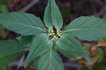 Toothed sedge